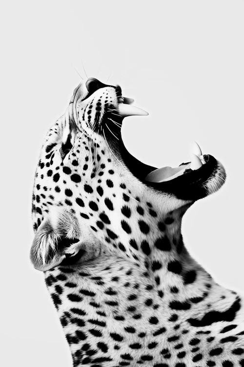 Jaguar Minimalistic
