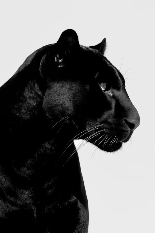 Panther Minimalistic