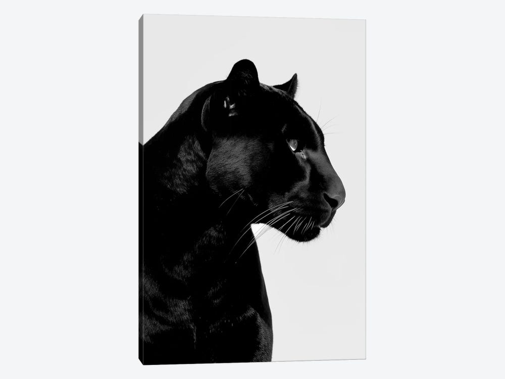 Panther Minimalistic by Danilo de Alexandria 1-piece Canvas Art Print