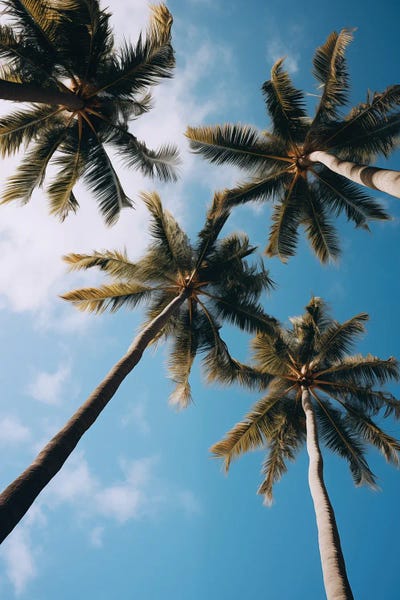 Sky Tree by Danilo de Alexandria framed wall art