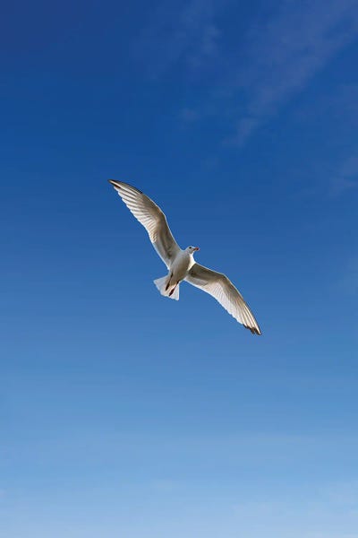 Fine Art Print: Bird Blue Sky by Danilo de Alexandria