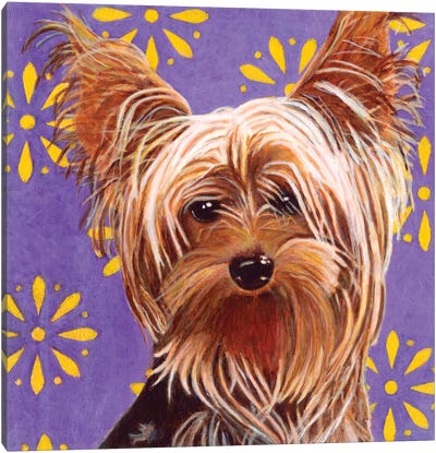 Ringo Canvas Art Print - Yorkshire Terrier Art