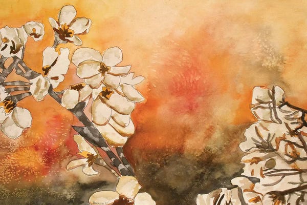 Chrysanthemums: Cherry Blossom by Derek McCrea