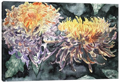 Chrysanthemum Flowers I Canvas Art Print - Derek McCrea