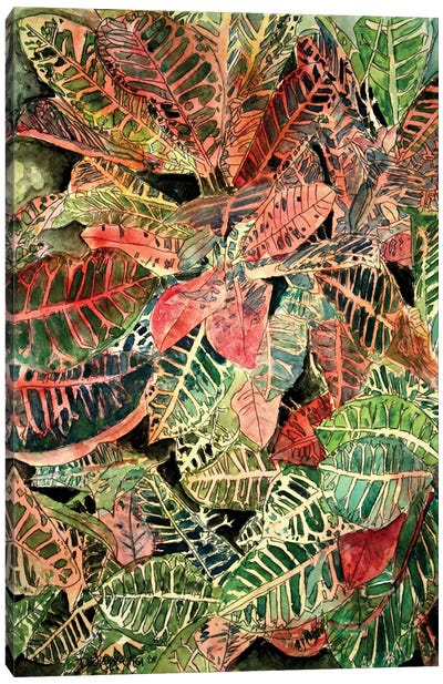 Croton Botanical Canvas Art Print - Derek McCrea
