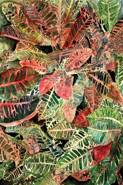Derek McCrea: Croton Botanical by Derek McCrea
