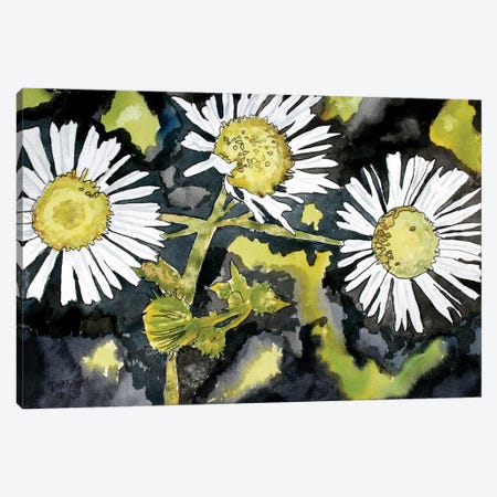 Heath Aster Flowers Canvas Print #DMC39} by Derek McCrea Canvas Artwork