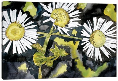 Heath Aster Flowers Canvas Art Print