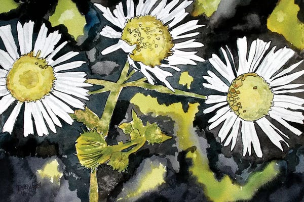 Asters: Heath Aster Flowers by Derek McCrea