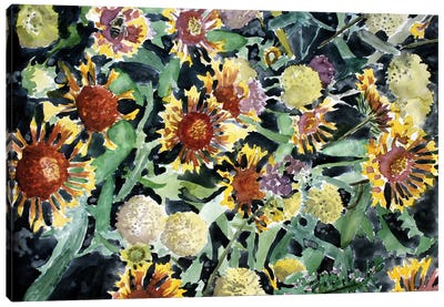 Indian Blanket Flowers Canvas Art Print - Derek McCrea
