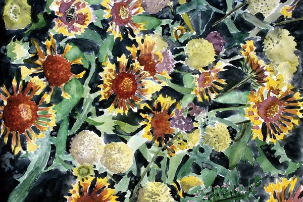 Derek McCrea: Indian Blanket Flowers by Derek McCrea