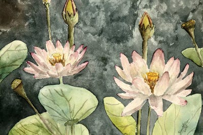 Lotus Flowers by Derek McCrea canvas print