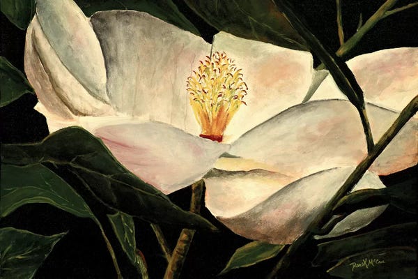Magnolias: Magnolia Flower by Derek McCrea