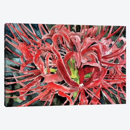 Red Spider Lily Flower Canvas Print #DMC64} by Derek McCrea Canvas Art