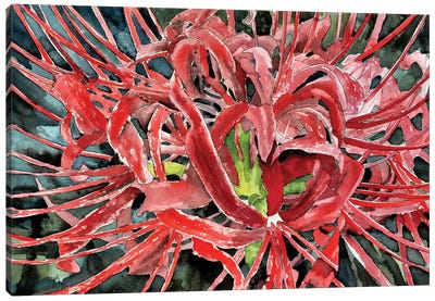 Red Spider Lily Flower Canvas Art Print - Lily Art