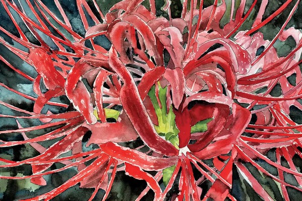 Derek McCrea: Red Spider Lily Flower by Derek McCrea