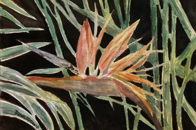 Bird Of Paradise Flower by Derek McCrea framed canvas print