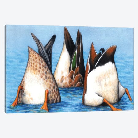 Duck Butts Canvas Print #DMH33} by Don McMahon Canvas Print