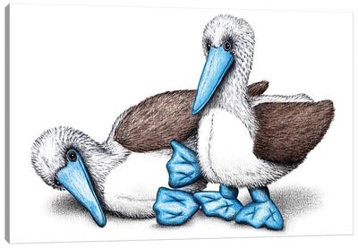 Fake Boobies Canvas Art Print - Duck Art