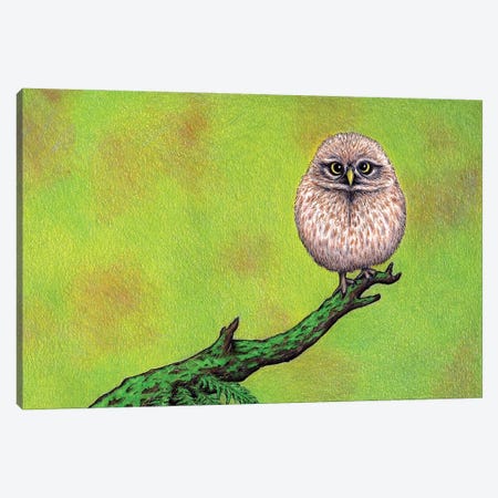 Owl On A Limb Canvas Print #DMH64} by Don McMahon Art Print