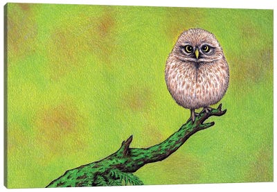 Owl On A Limb Canvas Art Print - Don McMahon