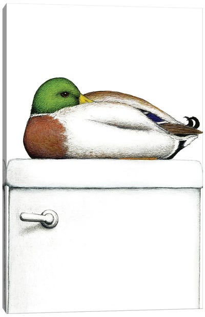 Peeking Duck Canvas Art Print - Art Gifts for Him