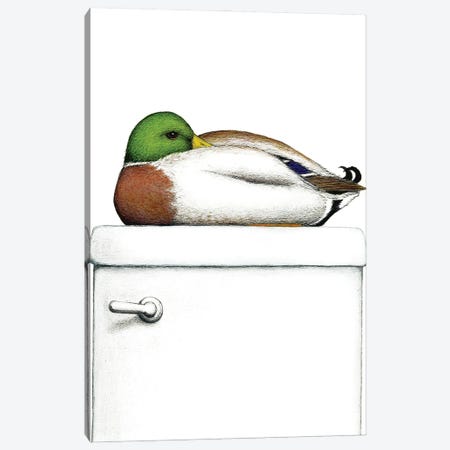 Peeking Duck Canvas Print #DMH69} by Don McMahon Canvas Artwork