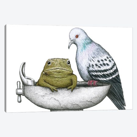 Pigeon Toad Canvas Print #DMH72} by Don McMahon Art Print