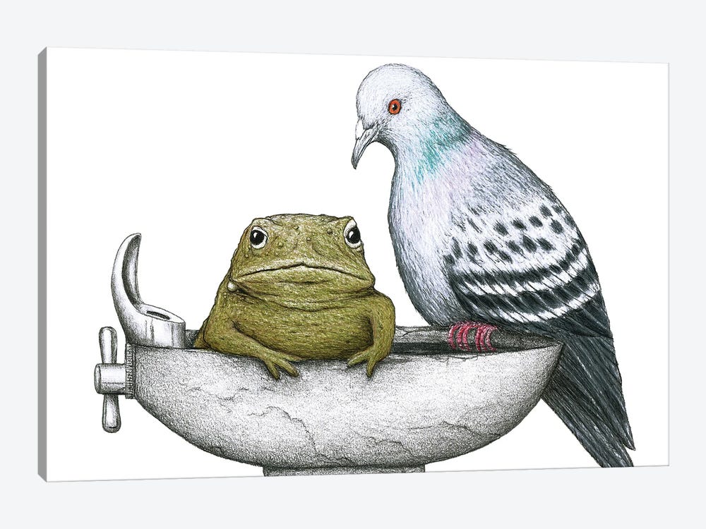 Pigeon Toad by Don McMahon 1-piece Canvas Wall Art