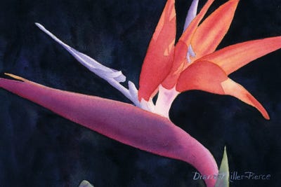 A Bird Of A Different Color by Diana Miller-Pierce framed canvas print