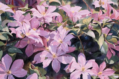 Variations On Debut by Diana Miller-Pierce art print