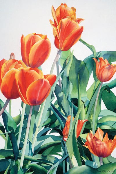 What About Those Crazy Tulips by Diana Miller-Pierce art print