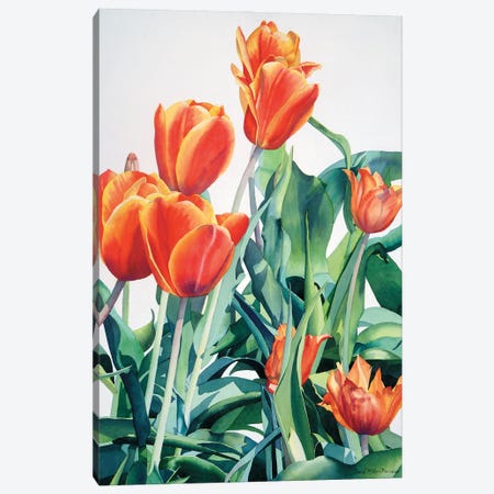 What About Those Crazy Tulips Canvas Print #DMP109} by Diana Miller-Pierce Canvas Artwork