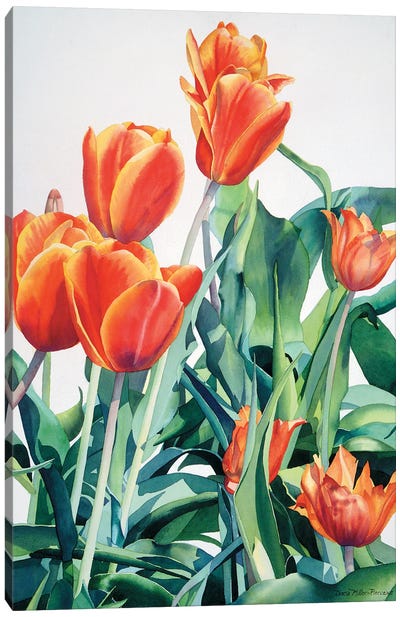 What About Those Crazy Tulips Canvas Art Print - Diana Miller-Pierce