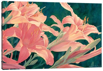 All In A Day-Day Lilies Canvas Art Print - Diana Miller-Pierce