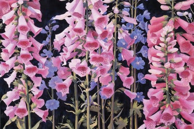 Amidst The Fox Glove by Diana Miller-Pierce canvas print