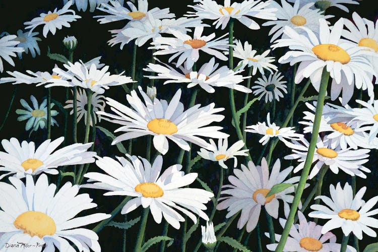 As Simple As A Daisy