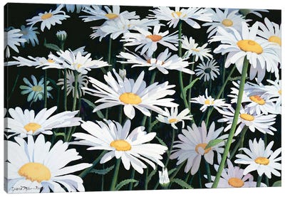 As Simple As A Daisy Canvas Art Print - Diana Miller-Pierce