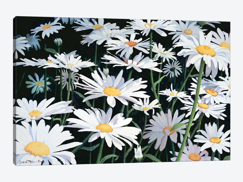 As Simple As A Daisy by Diana Miller-Pierce 1-piece Canvas Art Print