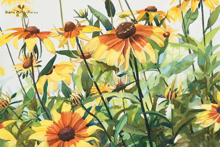 Black-Eyed Susans by Diana Miller-Pierce wall art