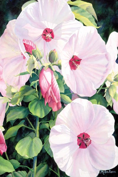 Morning Glories