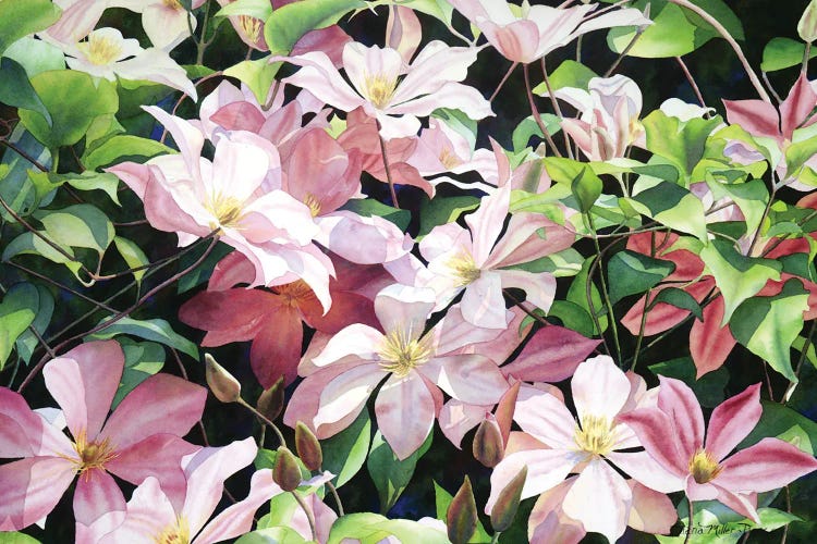 Debut III by Diana Miller-Pierce wall art