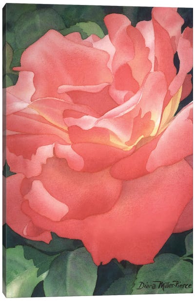 Embers Of A Rose Canvas Art Print - Diana Miller-Pierce