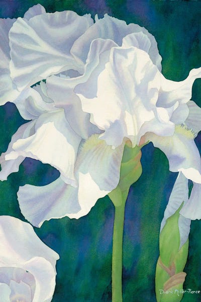 Ephemeral Spring-Iris by Diana Miller-Pierce canvas print