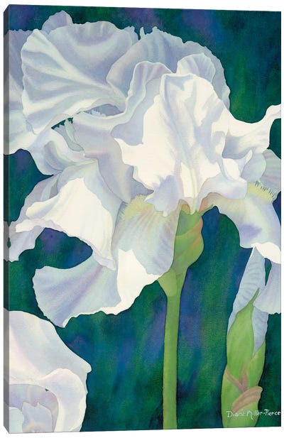 Ephemeral Spring-Iris Canvas Art Print - Similar to Georgia O'Keeffe