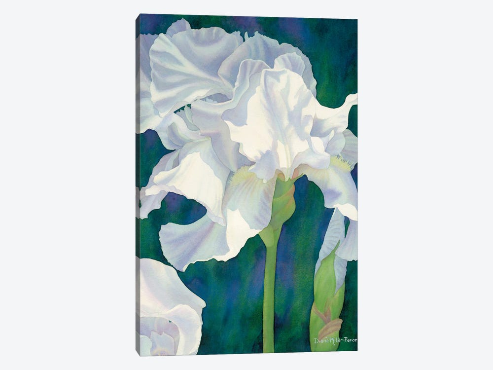 Ephemeral Spring-Iris by Diana Miller-Pierce 1-piece Canvas Wall Art