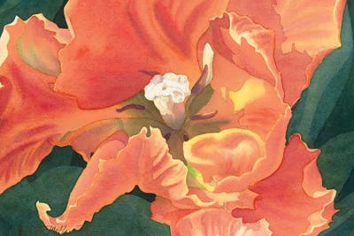 Flaming Parrot Tulip by Diana Miller-Pierce canvas print