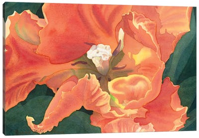 Flaming Parrot Tulip Canvas Art Print - Diana Miller-Pierce