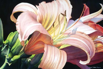 Herald by Diana Miller-Pierce canvas print