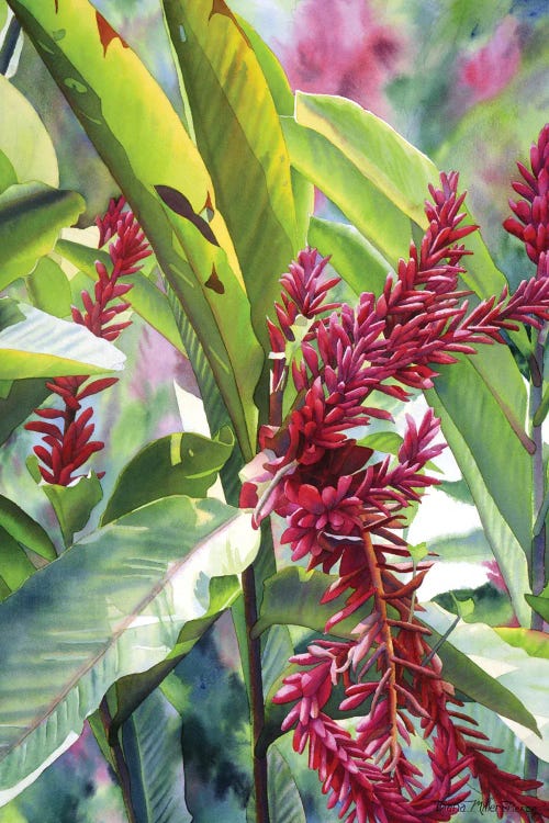 Jamaican Ginger by Diana Miller-Pierce wall art